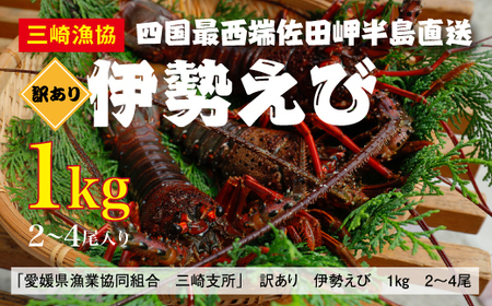 [先行予約][数量限定][訳あり]産地直送!活き伊勢えび 約1kg(2〜4尾) ※北海道・東北地方・沖縄・離島への配送不可 ※2024年9月上旬〜11月上旬頃に順次発送予定