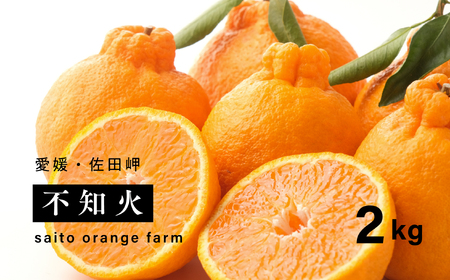 [先行予約][お試し!]Saito Orange Farmの不知火2kg | 柑橘 みかん ミカン フルーツ 果物 でこぽん デコポンと同品種 愛媛 ※離島への配送不可 ※2025年3月中旬頃より順次発送予定