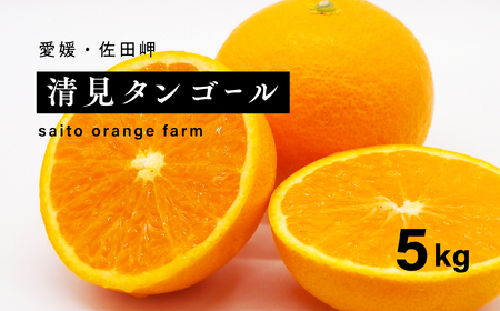 [先行予約]Saito Orange Farmの清見タンゴール5kg | 柑橘 みかん ミカン フルーツ 果物 愛媛 ※離島への配送不可 ※2025年3月下旬頃より順次発送予定