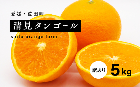 [先行予約]Saito Orange Farmの家庭用清見タンゴール5kg | 柑橘 みかん ミカン フルーツ 果物 愛媛 ※離島への配送不可 ※2025年3月下旬頃より順次発送予定