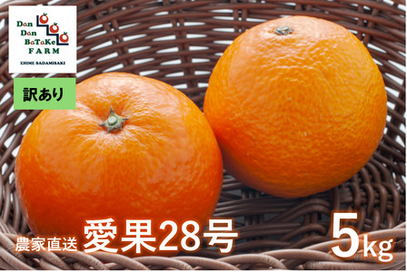 [訳あり]愛果28号 約5kg(小玉) | 柑橘 みかん 果物 フルーツ 愛媛県産 農家直送 ※離島への配送不可 ※2024年12月下旬より順次発送予定