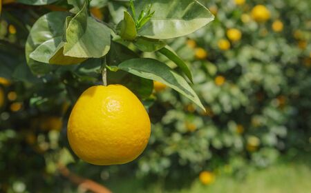 ナダオレンジ(河内晩柑)家庭用9kg(2026年5月中旬より順次発送)