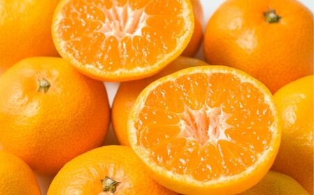 [先行予約][家庭用]早生みかん 5kg ※離島への配送不可 (2025年11月10日より順次発送)