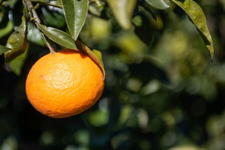 ys\ẑ_̓승20 10kg ւ̔zsi2025N12{菇j  IKTAI007