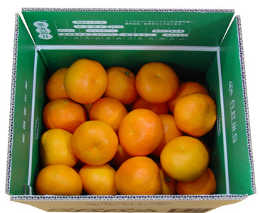 [先行予約]産地直送!愛媛県産いよかん 5kg(2026年1月中旬から発送予定)