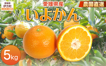 [栽培期間中農薬不使用][先行受付][数量限定]農園直送!愛媛県産 いよかん 5kg (2026年1月上旬頃より順次発送)