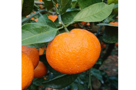 ystzyʌz승20iʁj10kgi2025N12{菇j y ӂ邳Ɣ[ lC  LO k ݂ ~J 승20  ʕ  t[c Y.ONE_