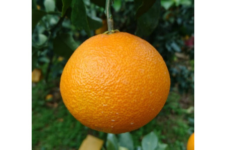 ystzyʌz܂ǂȁiʁj12i3kg)i2025N11{菇j yӂ邳Ɣ[ lC  LO k ݂ ~J ܂ǂ  ʕ 