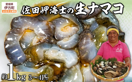 [先行予約][数量限定]佐田岬海士の生ナマコ 約1kg(3〜4匹)※北海道・東北地方・沖縄・離島への配送不可(2026年1月中旬頃より順次発送) [ ナマコ 生ナマコ なまこ 生なまこ 1kg 赤ナマコ ]