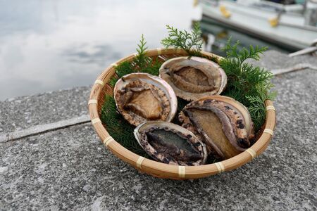 【数量限定】佐田岬海士の黒赤あわび【4/15～10/25の漁解禁日に合わせて発送】※北海道・東北地方・沖縄・離島への配送不可 【 あわび アワビ 鮑 黒あわび 赤あわび 】 IKTJ014