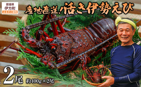 [先行予約][数量限定]産地直送!活き伊勢えび 約400g×2尾 ※北海道・東北地方・沖縄・離島への配送不可(2026年9月5日頃より順次発送)