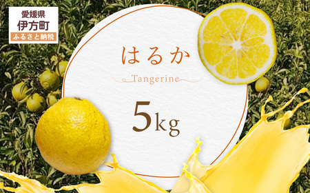 はるか[ふるさと納税 人気 おすすめ ランキング はるか みかん ミカン オレンジ 無農薬 有機栽培 佐多岬半島 農家直送 住吉丸農園 愛媛県 伊方町 送料無料]IK