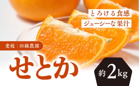 [先行予約][数量限定]田縁農園のせとか2kg | 柑橘 みかん ミカン フルーツ 果物 愛媛 ※離島への配送不可 ※2025年3月上旬〜3月下旬頃に順次発送予定