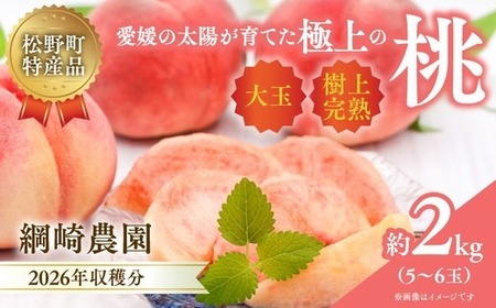[2026年出荷分先行予約]愛媛の桃どころ 「綱崎農園」から届ける大玉桃 約2kg | ふるさと納税 桃 冷蔵 松野町 フルーツ ギフト ※2026年6月中旬〜発送