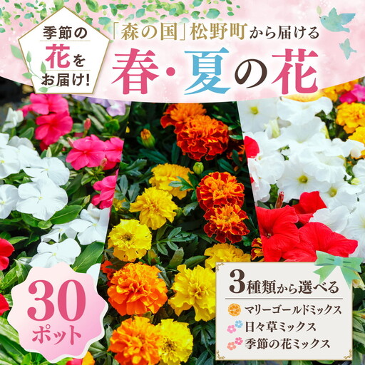 [春・夏][選べる3種]森の国から届ける花苗ポット(30ポット) | 花 花壇 苗 ベランダ マリーゴールド 日々草 季節の花 ※2026年3月〜発送