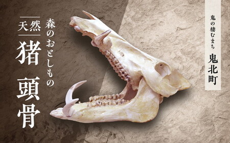 森のおとしもの [天然猪]猪の頭骨[頭骨標本 インテリア 民芸品 工芸品 オブジェ 天然 骨 猪 いのしし イノシシ 愛媛県 鬼北町] ※北海道・沖縄・離島への配送不可