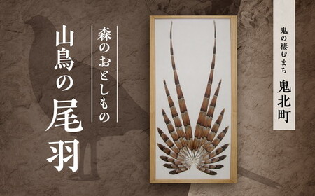 森のおとしもの 山鳥の尾羽[インテリア 民芸品 工芸品 オブジェ 天然 羽根 鳥 ハネ 野鳥 愛媛県 鬼北町] ※北海道・沖縄・離島への配送不可