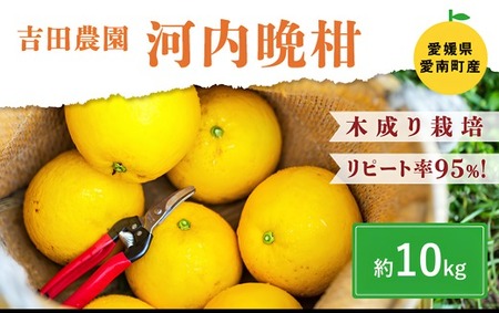 愛南産の河内晩柑10kg(約22～32個) ＜柑橘 希少 果物 国産 フルーツ みかん 蜜柑  和製 グレープフルーツ ブランド 愛媛 果実 ビタミン ＞ 　※北海道・沖縄・離島への配送不可　※2025年4月上旬～8月中旬頃に順次発送予定