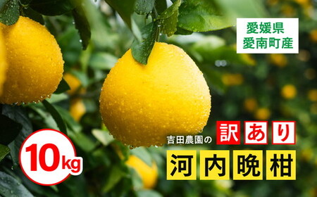 訳あり 河内晩柑10kg（家庭用） ＜柑橘 希少 果物 国産 フルーツ みかん 蜜柑 訳あり 家庭用 和製 グレープフルーツ ブランド 愛媛 果実 ビタミン ＞ ※2025年4月上旬～8月中旬頃に順次発送予定