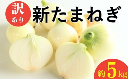 訳あり 新たまねぎ 5kg シルクオニオン 野菜 サラダ 玉ねぎ たまねぎ 新玉 スープ カレー サイズミックス 大小 傷 国産 オニオン 常温 送料無料 愛媛県 愛南町青果市場 発送:11月上旬~