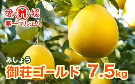 先行予約 第一マルエムの御荘ゴールド(愛南町産の河内晩柑)7.5kg 柑橘 フルーツ 愛媛みかん ポンカン 文旦 河内晩柑 温州みかん ブラッド オレンジ ネーブル せとか なつみ 蜜柑 みかん 檸檬 果物 果実 ジューシー 数量限定 さっぱり 愛媛県 愛南町