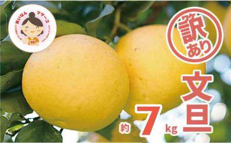 先行予約 訳あり 文旦 7kg ( Lサイズ 以上 ) 7000円 ぶんたん みかん mikan 蜜柑 ミカン 家庭用 産地直送 国産 農家直送 減農薬 糖度 期間限定 数量限定 特産品 ゼリー ジュース アイス 人気 限定 甘い 果実 果肉 フルーツ 果物 柑橘 先行 事前 予約 受付 ビタミン 健康 美味しい おいしい ジューシー サイズ ミックス あいなんマザーズ 愛南町 愛媛県