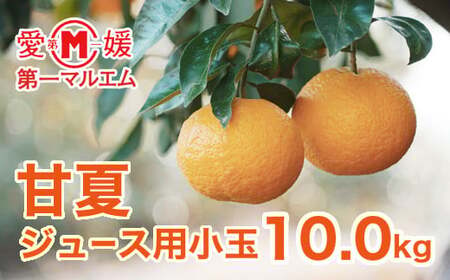 先行予約 第一マルエム の 甘夏 ジュース用小玉 約10kg 柑橘 フルーツ 愛媛みかん ポンカン 文旦 河内晩柑 温州みかん ブラッド オレンジ ネーブル せとか なつみ 蜜柑 みかん 檸檬 果物 果実 ジューシー ピール ジャム 数量限定 さっぱり 甘い 愛媛県 愛南町