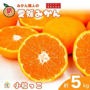 訳あり 愛媛みかん 小粒っ子 約5kg [発送期間:9月中旬〜1月中旬] 柑橘 果物 国産 フルーツ 蜜柑 ミックス 不揃い 傷 温州 ビタミン 美味しい みかん職人武田屋 愛媛県 愛南町