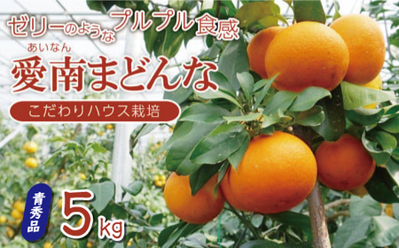 先行 予約 訳あり 愛南 まどんな 5kg [ 青秀品 ] みかん 20000円 愛果28号 紅まどんな 同品種 あいか アイカ 高級 人気 ブランド 柑橘 果物 フルーツ ハウス栽培 施設栽培 ギフト プレゼント 数量限定 期間限定 産地直送 国産 農家直送 特産品 お取り寄せ mikan 蜜柑 ミカン マドンナ スマイルカット 甘い おいしい ゼリー ぷるぷる 愛南町 愛媛県 果樹園みどり[midori16]