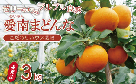 先行 予約 贈答用 愛南 まどんな 約3kg [ 赤秀品 ] みかん 20000円 愛果28号 紅まどんな 同品種 あいか アイカ 高級 人気 ブランド 柑橘 果物 フルーツ ハウス栽培 施設栽培 ギフト プレゼント 数量限定 期間限定 産地直送 国産 農家直送 特産品 お取り寄せ mikan 蜜柑 ミカン マドンナ スマイルカット 甘い おいしい ゼリー ぷるぷる 愛南町 愛媛県 果樹園みどり[midori17]