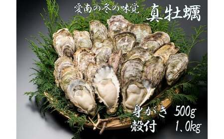 先行予約 愛南かき ( むき身 500g ・ 殻付 1kg ) 15000円 牡蠣 身がき むき身 殻付き かき カキ オイスター 鍋 カキフライ ミルク ソテー クリームシチュー グラタン 牡蠣鍋 蒸し 酒蒸し オイル漬 塩辛 冷蔵 国産 産地直送 期間限定 数量限定 特産品 海鮮 魚介 養殖 人気 限定 愛南町 愛媛県