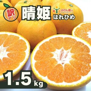 訳あり 晴姫 はれひめ 1.5kg 配送期間 12月上旬〜なくなり次第終了 はれひめ 柑橘 訳あり美味しい柑橘 訳あり愛媛の柑橘 訳ありみかん 愛媛県 愛南町 みかん職人武田屋