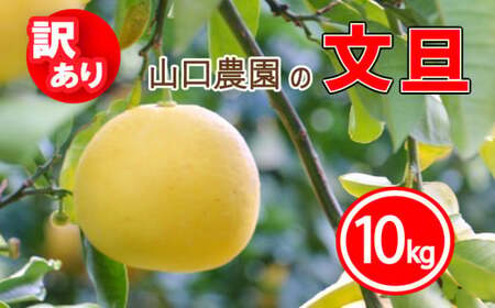 訳あり 文旦 10kg ぶんたん みかん 蜜柑 果物 柑橘 フルーツ ミカン 産地直送 国産 農家直送 期間限定 数量限定 特産品 傷 シミ サイズミックス ジュース ゼリー ビタミン 美容 健康 愛媛県 愛南町 山口農園