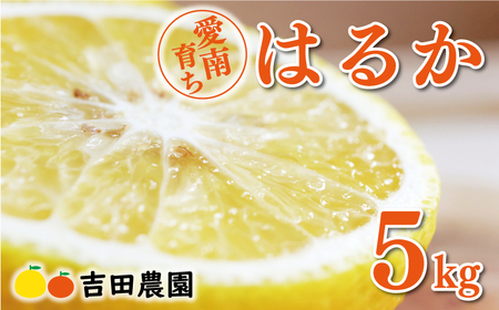 数量限定 先行予約 はるか 5kg 10000円 みかん mikan 蜜柑 ミカン 国産 産地直送 農家直送 期間限定 特産品 ゼリー ジュース アイス 等に 人気 限定 フルーツ 果物 柑橘 甘い おいしい ジューシー お取り寄せ ギフト プレゼント サイズ ミックス 愛南町 愛媛県 吉田農園
