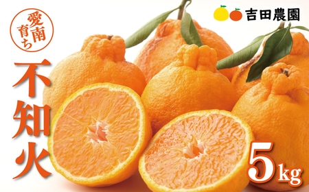 不知火 5kg しらぬい 吉田農園