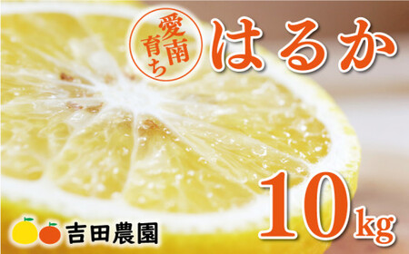 [2026年2月中旬頃発送][先行予約]先行予約 はるか 10kg みかんみかんみかんみかんみかんみかんみかんみかんみかん
