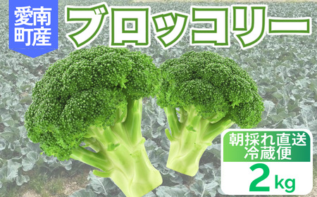 ブロッコリー 2kg 朝採れ 当日 発送 新鮮 採れたて 産地直送 農家直送 国産 野菜 シャキシャキ 食感 茎 まで 甘い 栄養満点 ご家庭用 サラダ スープ お弁当 彩り野菜 旬 の 味覚 離乳食 食事管理中 に おすすめ 緑黄色野菜 冷凍 保存 可能 ストック 便利 人気 期間限定 旬 の 味覚 食卓 へ 愛媛県 愛南町 愛なんよ