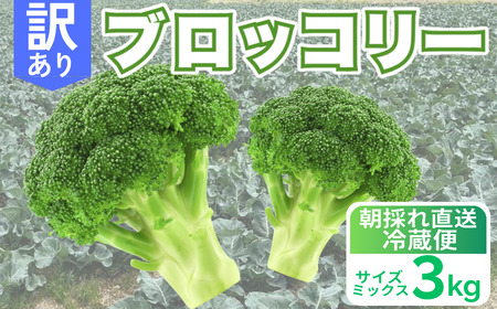 訳あり ブロッコリー 3kg サイズミックス 朝採れ 当日 発送 新鮮 採れたて 産地直送 農家直送 国産 野菜 シャキシャキ 食感 茎 まで 甘い 栄養満点 ご家庭用 サラダ スープ お弁当 彩り野菜 旬 の 味覚 離乳食 食事管理中 に おすすめ 緑黄色野菜 冷凍 保存 可能 ストック 便利 人気 期間限定 旬 の 味覚 食卓 へ 愛媛県 愛南町 愛なんよ