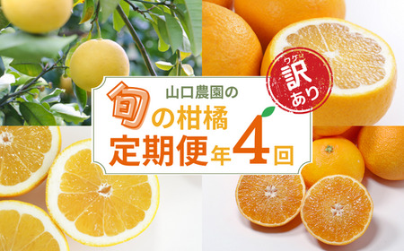 訳あり 年4回 みかん 定期便 みかん 定期便 山口農園