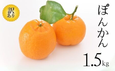 [愛南産ポンカン]冬の柑橘ポンカン 約1.5kg 青果市場