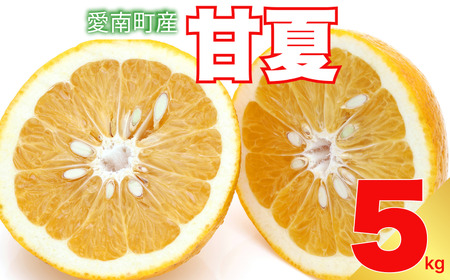 甘夏 5kg 柑橘 甘夏 エニシトラス