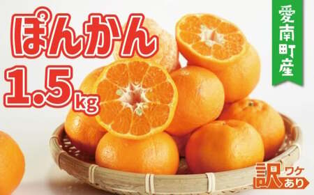 お試し用 訳あり ポンカン 1.5kg 5000円 みかん mikan 蜜柑 ミカン ぽんかん 産地直送 国産 農家直送 糖度 期間限定 数量限定 特産品 ゼリー ジュース アイス 等に 人気 限定 甘い フルーツ 果物 柑橘 美味しい おいしい ジューシー 小玉 含む 規格外 サイズ ミックス 傷み補償 500g ミッチーのおみかん畑 愛南町 愛媛県