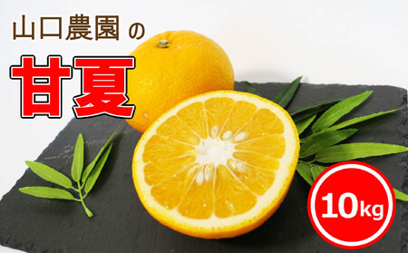 甘夏 10kg 甘夏 山口農園