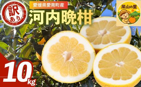 訳あり 河内晩柑 10kg 愛南町 風山の里 石川健一