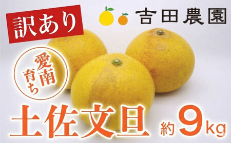 数量限定 訳あり 土佐文旦 9kg 10000円 みかん 文旦