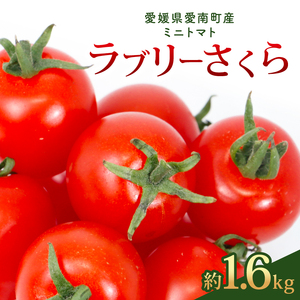 ラブリーさくら 約1.6kg 大瀧農園 トマト 完熟トマト 野菜 産地 直送 人気 国産 愛媛県 愛南町 発送期間:2026年3月1日〜7月頃まで(※なくなり次第終了)