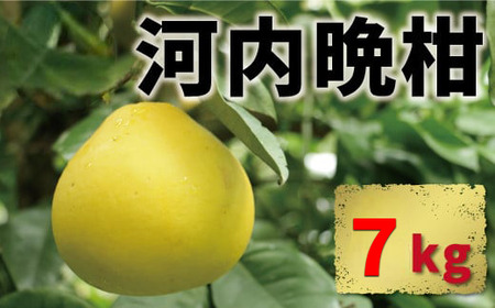 河内晩柑 7kg 10000円 みかん