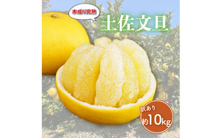 訳あり 完熟 文旦 約10kg 文旦