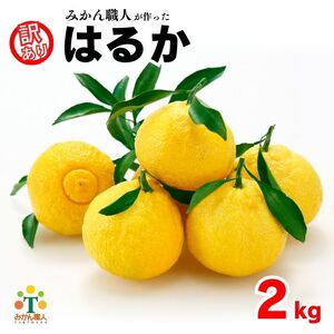 先行受付 訳あり はるか 2kg [発送時期 1月中旬〜3月] なくなり次第終了 柑橘 かんきつ 期間限定 みかん 蜜柑 冬 糖度 みかん職人武田屋