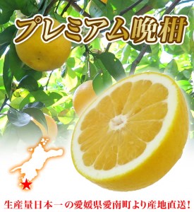 プレミアム 河内晩柑 3kg 河内晩柑